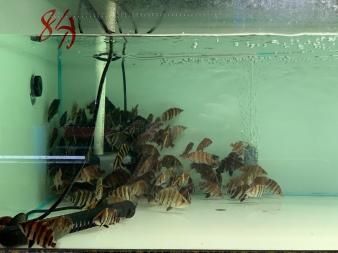 蘇虎魚好不好養(yǎng)活呀：蘇虎魚好不好養(yǎng)活 蘇虎 第2張