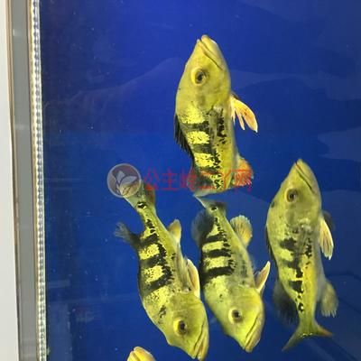 魟魚品種如何區(qū)分公母：[需手動(dòng)填充]魚如何區(qū)分公母 魟魚百科 第1張