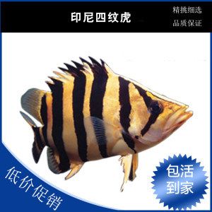 四紋印尼虎魚價格：四紋印尼虎魚價格受多種因素影響四紋印尼虎魚價格