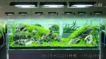 180的魚(yú)缸水景多少錢：180cm的魚(yú)缸水景多少錢