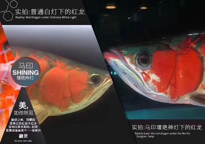 馬印燈放在水族箱的哪個(gè)位置：馬印燈放在水族箱的最佳放置位置取決于用戶的需求和實(shí)際情況 馬印水族 第3張