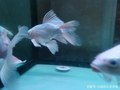 印尼虎魚多少溫度飼養(yǎng)最好：印尼虎魚多少溫度飼養(yǎng)最好印尼虎魚多少溫度飼養(yǎng)最好