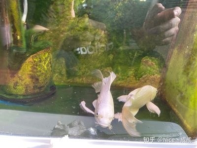 印尼虎魚多少溫度飼養(yǎng)最好：印尼虎魚多少溫度飼養(yǎng)最好印尼虎魚多少溫度飼養(yǎng)最好