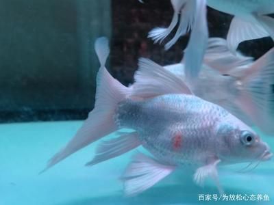 印尼虎魚多少溫度飼養(yǎng)最好：印尼虎魚多少溫度飼養(yǎng)最好印尼虎魚多少溫度飼養(yǎng)最好