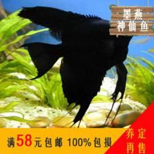 蘇虎一直黑可以養(yǎng)嗎：蘇虎魚一直黑可以養(yǎng)嗎 蘇虎 第1張