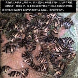 蘇虎一直黑可以養(yǎng)嗎：蘇虎魚一直黑可以養(yǎng)嗎 蘇虎 第2張