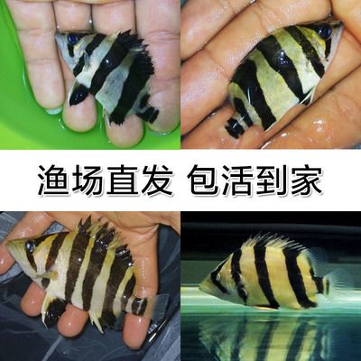 泰國虎魚苗怎么養(yǎng)