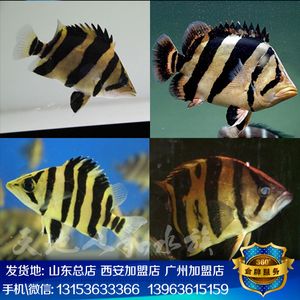 泰國虎魚苗怎么養(yǎng)