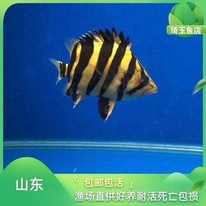 泰國虎魚苗怎么養(yǎng)