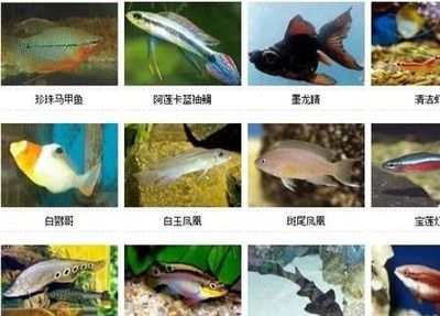 不常見的觀賞魚種類圖片：不常見的觀賞魚種類