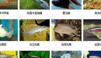 不常見的觀賞魚種類圖片：不常見的觀賞魚種類