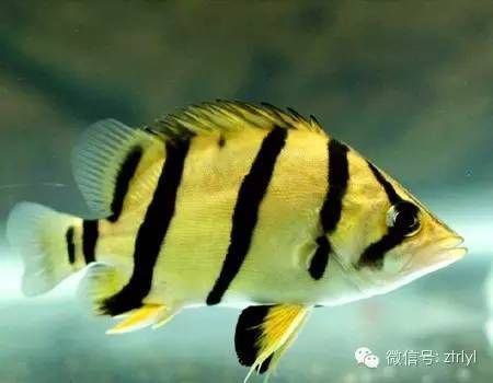 虎魚蒙眼病怎么治療最好視頻：虎魚蒙眼病怎么治療 虎魚百科 第3張