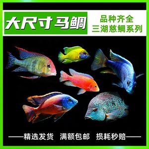 寵物觀賞魚常見的品種圖片及價格：水族箱寵物觀賞魚觀賞魚的品種與寵物觀賞魚品種