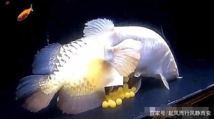 寵物觀賞魚常見的品種圖片及價格：水族箱寵物觀賞魚觀賞魚的品種與寵物觀賞魚品種