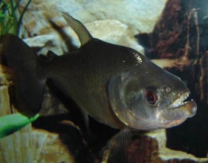 蘇虎魚吃什么食物為主：蘇虎魚的主要食物主要包括以下幾個方面以下幾個方面 蘇虎 第2張