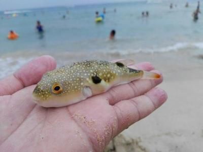 魟魚(yú)的毒素多久排出一次：魟魚(yú)的毒素多久排出一次，我們需要明確幾個(gè)關(guān)鍵點(diǎn) 魟魚(yú)百科 第2張