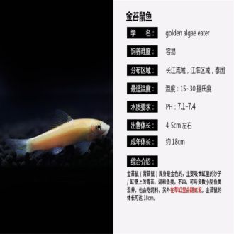 魟魚最低溫度多少度會死：魟魚最低溫度多少度會死，