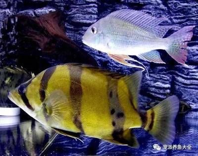 虎魚暴斃是什么原因：虎魚暴斃可能由多種因素引起，飼養(yǎng)者需注意這些因素 虎魚百科 第1張