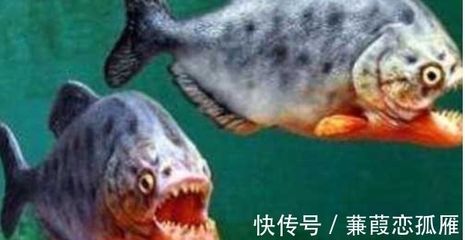 虎魚攻擊性強嗎：虎魚攻擊性強嗎虎魚攻擊性強嗎，虎魚攻擊性強嗎 泰國虎魚 第3張