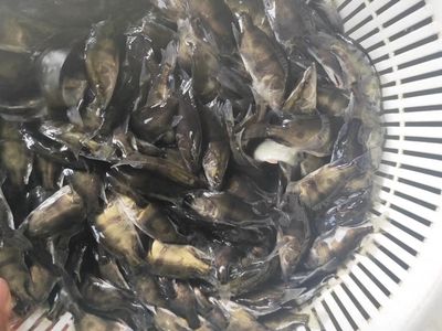 7公分的虎魚喂什么飼料：7公分的虎魚在喂養(yǎng)飼料時有以下幾個要點 虎魚百科 第1張