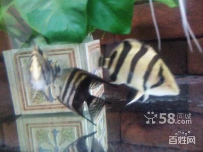 虎魚雜文圖片：關(guān)于虎魚雜文圖片 泰國(guó)虎魚 第1張