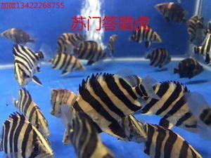 虎魚雜文圖片：關(guān)于虎魚雜文圖片 泰國(guó)虎魚 第3張