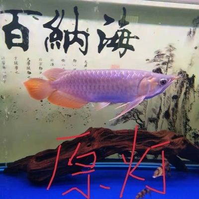 泰虎魚(yú)苗價(jià)格多少錢(qián)一條：泰虎魚(yú)苗價(jià)格多少錢(qián)一條泰虎魚(yú)苗價(jià)格多少錢(qián)一條 泰國(guó)虎魚(yú) 第4張