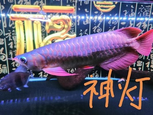 泰虎魚(yú)苗價(jià)格多少錢(qián)一條：泰虎魚(yú)苗價(jià)格多少錢(qián)一條泰虎魚(yú)苗價(jià)格多少錢(qián)一條 泰國(guó)虎魚(yú) 第3張