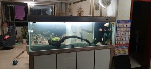 彩蝶魚缸淘寶店：彩蝶魚缸在淘寶上有哪些銷售渠道？ 彩鰈魚缸（彩蝶魚缸） 第2張