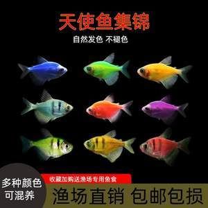 蘇虎魚好養(yǎng)嗎怎么養(yǎng)的好一點視頻：蘇虎魚好養(yǎng)嗎怎么養(yǎng)的好 蘇虎 第3張