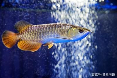 魟魚對水質(zhì)要求高嗎為什么：魟魚對水質(zhì)要求高嗎 魟魚百科 第3張