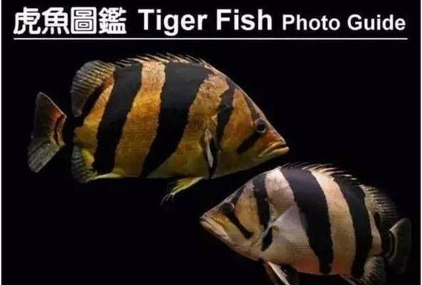 泰虎魚(yú)怎么養(yǎng)活最好看圖片：養(yǎng)好泰虎魚(yú)需要注意以下幾個(gè)方面