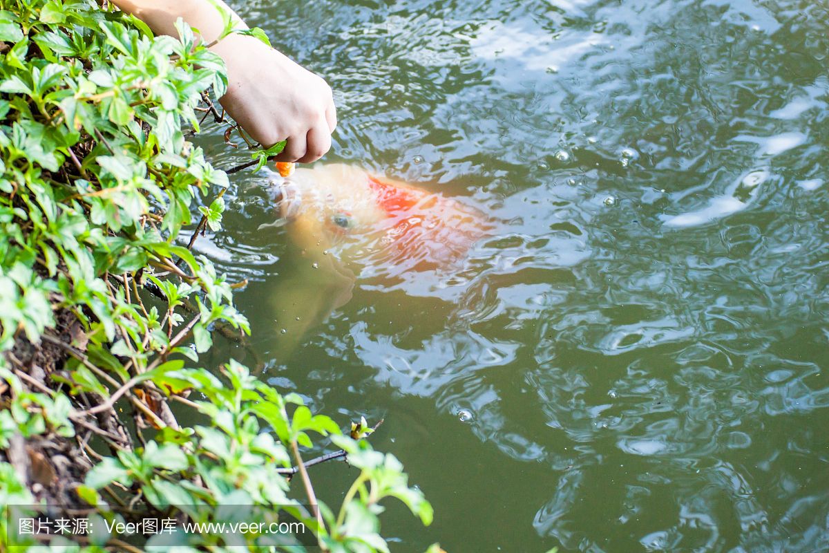 進口元寶鳳凰魚貴不貴呀多少錢：進口元寶鳳凰魚的價格和來源的不同而有所差異 元寶鳳凰魚百科 第2張