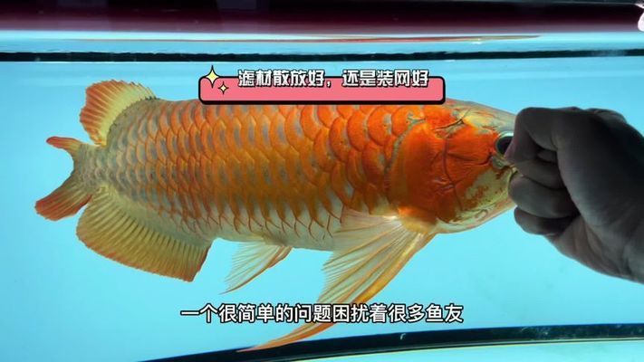 廣州孟吉爾大顏的魚怎么樣：廣州孟吉爾大顏的魚怎么樣廣州孟吉爾大顏的魚值得信賴和選擇 廣州孟吉爾 第2張