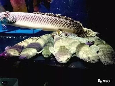 100l的魚缸要多大流量水泵：100升的魚缸要多大流泵 魚缸百科 第1張