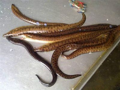 魟魚吃的多嗎有毒嗎：魟魚吃的多嗎 魟魚百科 第3張