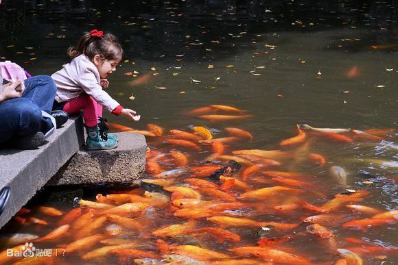 博特魚缸溢流區(qū)講解：博特魚缸溢流區(qū)的講解 博特水族 第2張