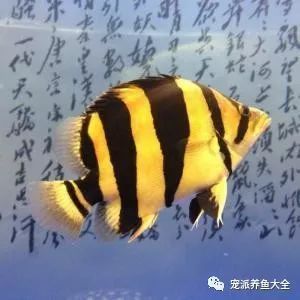 虎魚變色一般在什么時(shí)候：虎魚變色一般在什么時(shí)候，虎魚變色并非特定時(shí)間才會發(fā)生 虎魚百科 第3張