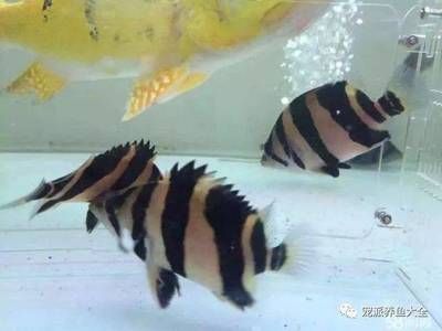 印尼虎魚和泰國虎魚哪個好養(yǎng)：印尼虎魚和泰國虎魚哪個好養(yǎng)，看完你就明白了 虎魚百科 第1張