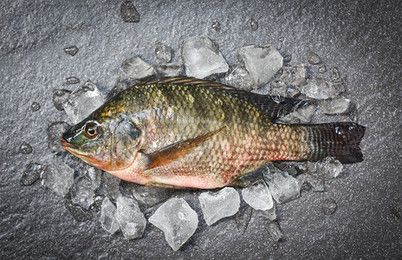 養(yǎng)魟魚用什么背景：養(yǎng)魟魚時選擇合適的魚缸背景是非常重要的一步