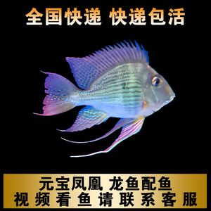 龍魚高端配魚是元寶鳳凰魚：元寶鳳凰魚是一種非常適合與龍魚混養(yǎng)的高檔觀賞魚 元寶鳳凰魚百科 第2張