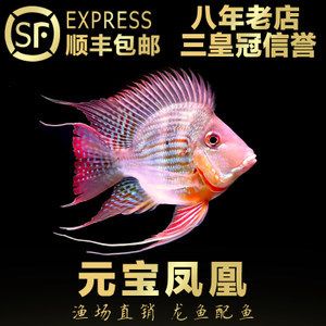 龍魚高端配魚是元寶鳳凰魚：元寶鳳凰魚是一種非常適合與龍魚混養(yǎng)的高檔觀賞魚 元寶鳳凰魚百科 第3張