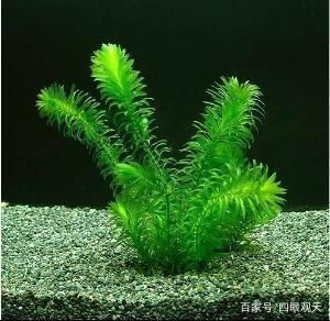 常見的魚缸水草：皇冠草和皇冠草的養(yǎng)護方法