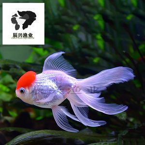 馬印神燈適合什么魚蘭壽金魚能用嗎：馬印神燈適合什么魚