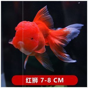 馬印神燈適合什么魚蘭壽金魚能用嗎：馬印神燈適合什么魚