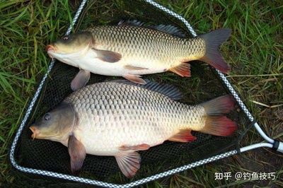 龍魚孵化全過程：為什么龍魚孵化出的幼魚那么少？ 龍魚百科 第4張