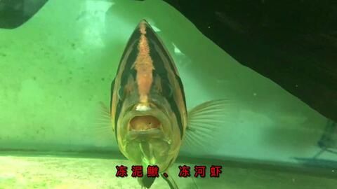 虎魚喂泥鰍還是泥鰍和蝦一起：虎魚可以喂泥鰍和蝦嗎 虎魚百科 第1張