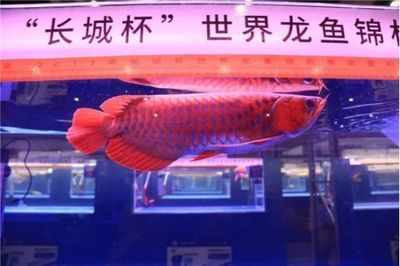 魟魚能放鹽嗎有毒嗎能活多久啊視頻：魟魚對鹽并不過敏，事實上鹽在魟魚的飼養(yǎng)中扮演著重要的角色 魟魚百科 第3張