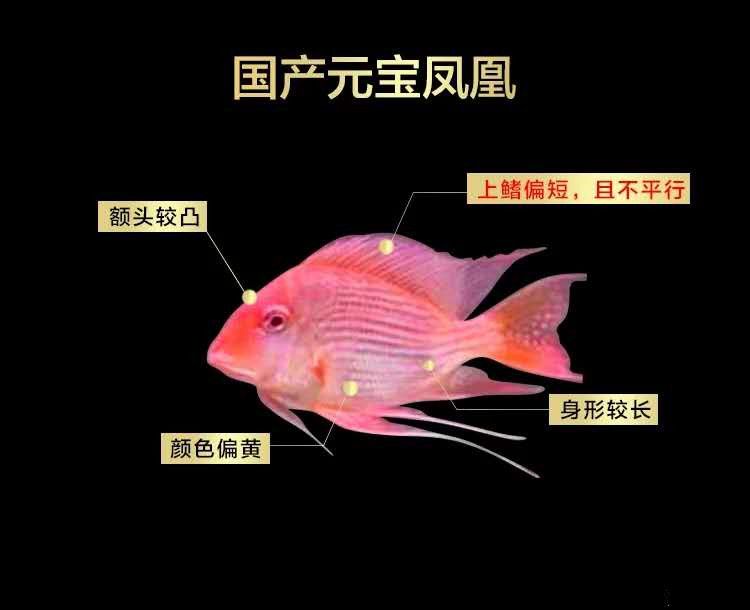 元寶鳳凰和關(guān)刀區(qū)別：元寶鳳凰和關(guān)刀魚有什么區(qū)別 元寶鳳凰魚百科 第3張