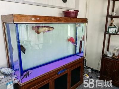 養(yǎng)虎魚多大魚缸合適冬天：養(yǎng)虎魚多大的魚缸合適 虎魚百科 第2張